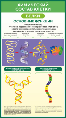 Стенд по биологии Химический состав клетки